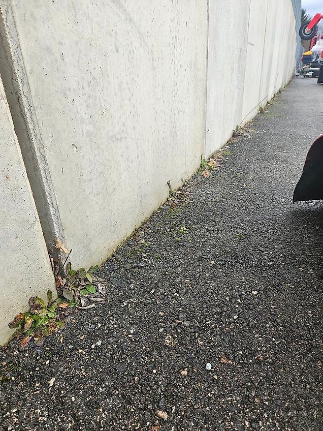 Westermann Wildkrautbürste WKB 660