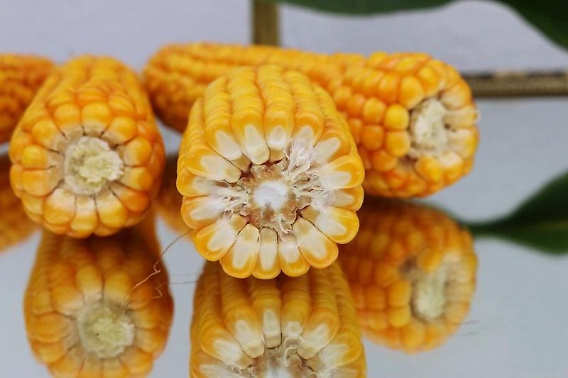 Howard Hersteller Howard Rotavator GmbH Howard Klappbock Modell Klapprahmen RA 600 HY-L Serien NR 301198002 Hydraulischer Klapprahmen für bis zu 6m breite Anbaugeräte Hackrahmen 6m Hydr