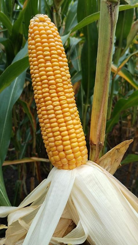 Howard Hersteller Howard Rotavator GmbH Howard Klappbock Modell Klapprahmen RA 600 HY-L Serien NR 301198002 Hydraulischer Klapprahmen für bis zu 6m breite Anbaugeräte Hackrahmen 6m Hydr